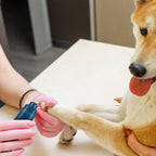 Pet Nail Grinder – Safe & Quiet Nail Trimmer for Dogs & Cats